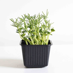 BIO Łubin Nasiona na Mikroliście