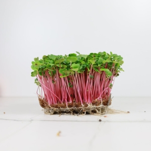 Rzodkiewka, Koralowa Nasiona na Mikroliście