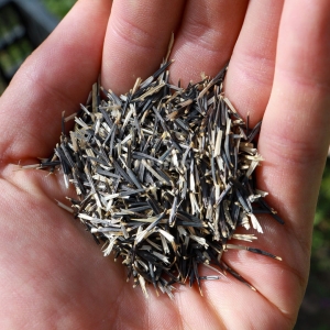 Aksamitka Meksykańska Nasiona Na Mikroliście