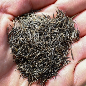 Aksamitka Peruwiańska Nasiona Na Mikroliście