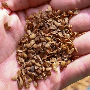 Chiński Mahoń Nasiona na Mikroliscie