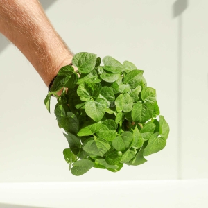 Fasola Adzuki Nasiona na Mikroliście