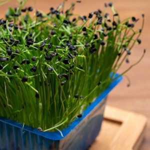 Por Nasiona na Mikroliście 