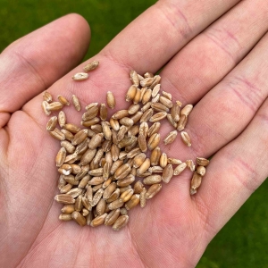 Pszenica, Trawa Pszeniczna