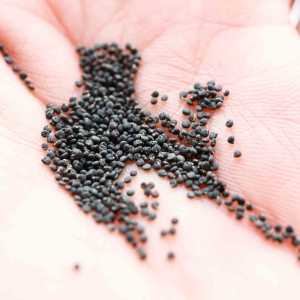 Portulaka, Zielona Nasiona na Mikroliście