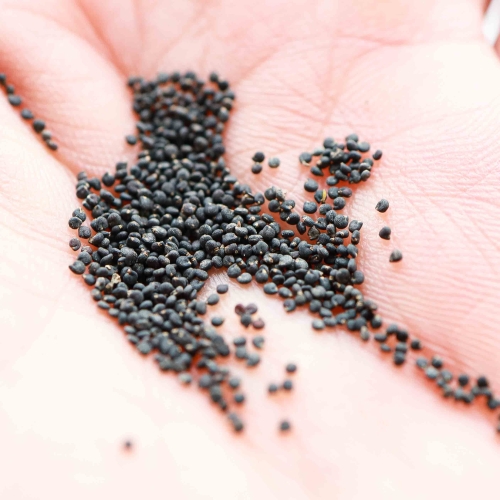 Nasiona - Portulaka Zielona