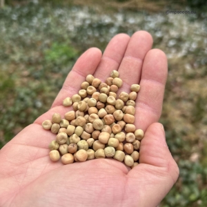 Groch Wąsaty 2.4. Nasiona na Mikroliście