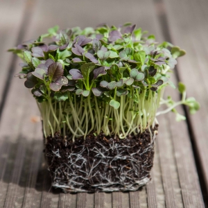 BIO Komatsuna Czerwona Nasiona na Mikroliście 