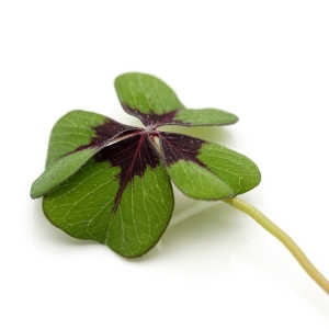 Szczawik Deppego - Bulwy Listki Jadalne