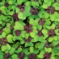 oxalis triangularis 'Deppei'