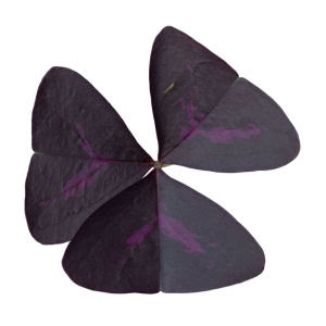 Szczawik Mijke - Bulwy Listki Jadalne