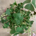 oxalis triangularis 'Sanne'