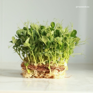 Groch Biały Nasiona na Mikroliście 