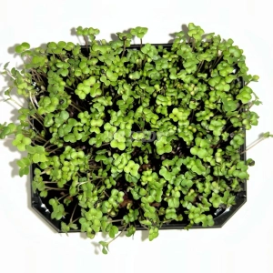 Rzepak Nasiona na Mikroliście 