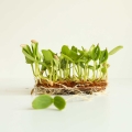 Melon-Seeds-for-Growing-Microgreens-1.jpg