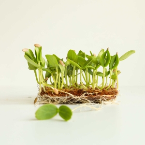 Melon, Cantaloupe Nasiona na Mikroliście