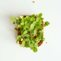 Melon-Seeds-for-Growing-Microgreens-3.jpg