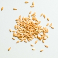 Melon-Seeds-for-Growing-Microgreens-4.jpg