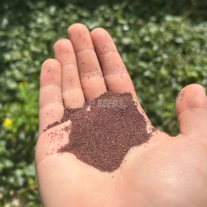 Oregano, Nasiona Na Mikroliście