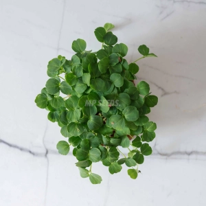 Hibiskus, Nasiona Na Mikroliście