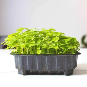 Melisa, Nasiona na Mikroliście