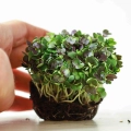 mikroliście - pakchoi czerwony