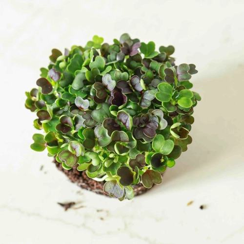 pak choi czerwony