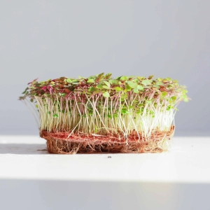 Pachnotka Dwukolorowa, Nasiona na Mikroliście