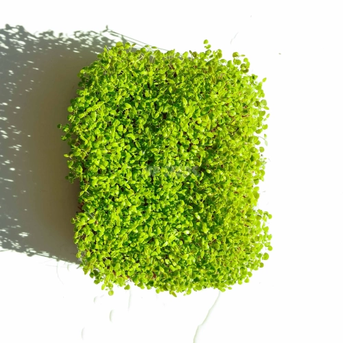 Thyme Microgreens Seeds  08 2025-2.webp