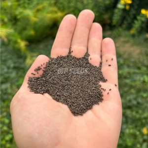 Hyzop Nasiona na Mikroliście