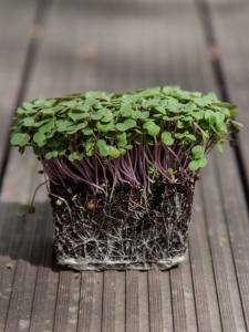 BIO Jarmuż Red Russian, Nasiona na Mikroliście