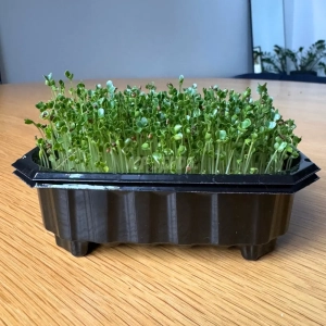 Jarmuż Tuscan Black, Nasiona na Mikroliście 