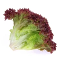 lettuce-loll-red.webp