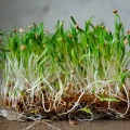 spinach-lorelay-microgreens-seeds-zoom.webp