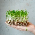 spinach-lorelay-microgreens-seeds.webp