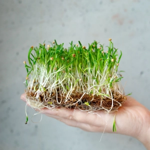 Szpinak Nasiona na Mikroliście