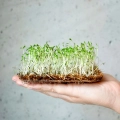 tagette-citron-microgreens-seeds-on-hand.webp