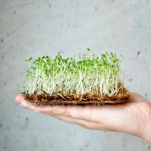 Aksamitka Cytrusowa Nasiona Na Mikroliście