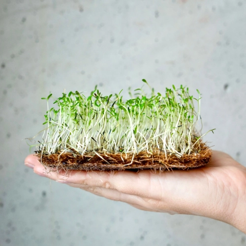 tagette-citron-microgreens-seeds-on-hand.webp