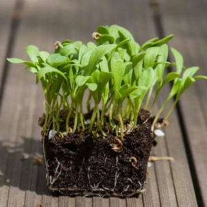 Nagietek Nasiona na Mikroliście