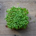 mustard-wasabi-microgreens-seeds-top-view.webp