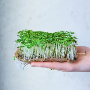 Musztardowiec Wasabi Nasiona na Mikroliście