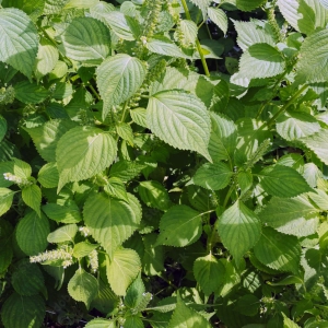 Pachnotka Zielona Nasiona na Mikroliście