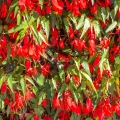 Begonia Boliwijska Bertini Santa Cruz – Bulwy na Kwiaty Jadalne