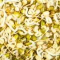 fasola-mung-mikrozioła-mikroliście