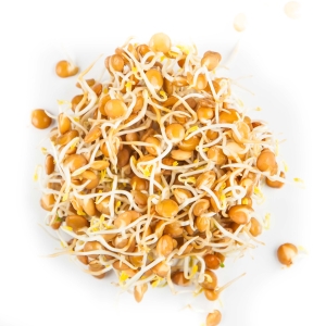 Soczewica Nasiona na Mikroliście