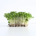 tatsoi