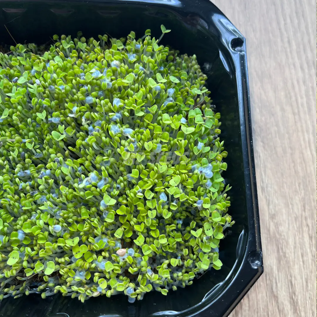 mikroliście-zelowa-powloka