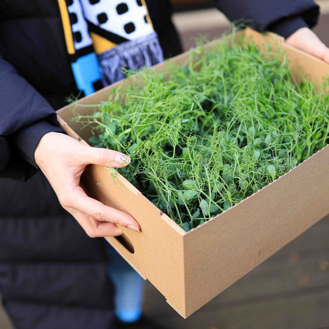 how to storage microgreens.jpg