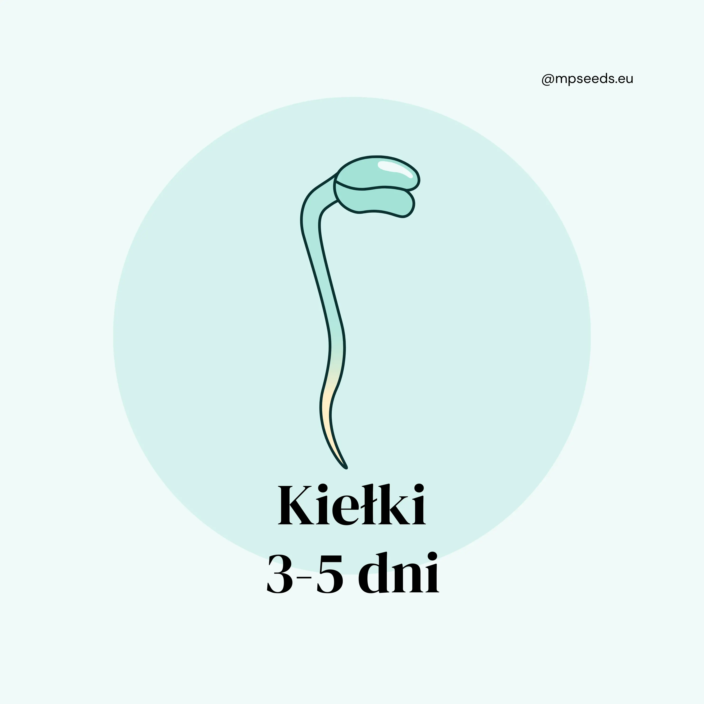 kiełki- faza 2